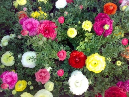 به تو تقدیم می کنم : به تو در  تهران ، اصفهان ، مشهد ، کرج ، تبریز، شیراز ، اهواز ،  قم ، سمنان ، کرمانشاه ، ارومیه ، رشت ، زاهدان ، کرمان ، اراک ، همدان ، یزد ، اردبیل ،  بندرعباس ، زنجان ، قزوین ، سنندج ، خرم آباد ، گرگان ، ساری ، بجنورد ، بوشهر ، بیرجند ، ایلام ، شهرکرد ، یاسوج ، مراغه ، مرند ، میانه ، اهر ، بناب ، سراب ، آذرشهر ، عجب شیر ، ملکان ، شبستر ، هشترود ، جلفا ، خوی ، بوکان ، مهاباد ، میاندوآب ، سلماس ، پیرانشهر ، نقده ، ماکو ، سردشت ، شاهین دژ ، پارس آباد ، مشکین شهر ، خلخال ، گرمی ، کاشان ، خمینی شهر ، نجف آباد ، شاهین شهر ، شهرضا ، خوراسگان ، فولادشهر ، مبارکه ، بهارستان ، آران بیدگل ، زرین شهر ، گلپایگان ، درچه پیاز ، فلاورجان ، دولت آباد ، قهدریجان ، نائین ، سمیرم ، کلیشاد ، گلدشت ، خورزوق ، ابریشم ، خوانسار ، گز ، سپاهان شهر ، فریدون شهر ، نطنز ، اردستان ، فریدن ، چادگان ، کمال شهر ، نظر آباد ،  محمد شهر ، ساوجبلاغ ، مشکین دشت ، هشنگرد ، ماهدشت ، دهلران ، ایوان ، آبدانان ، برازجان ، بندر کنگان ، بندر گناوه ، دیلم ، خورموج ،  اسلامشهر ، ملارد ، قدس ، گلستان ، شهریار ، ورامین ، پاکدشت ، دماوند ، پردیس ، بروجن ، لردگان ، فرخ شهر ، اردل ، فارسان ، قائن ، طبس ، فردوس ، نیشابور ، سبزوار ، تربت حیدریه ، کاشمر ، قوچان ، شیروان ، اسفراین ، دزفول ، آبادان ، خرمشهر ، بندر ماهشهر ، اندیمشک ، ایذه ، بهبهان ، شوشتر ، مسجد سلبمان ، ابهر ، خرمدره ، قیدار ، شاهرود ، دامغان ، گرمسار ، مهدیشهر ، شهمیرزاد ، سرخه ، زابل ، ایرانشهر ، چابهار ، سراوان ، خاش ، کنارک ، مرودشت ، جهرم ، فسا ، کازرون ، لار ، فیروزآباد ، داراب ، آباده ، نیریز ، استهبان ، اقلید ، الوند ، تاکستان ، آبیک ، بوئین زهرا ، سقز ، مریوان ، بانه ، قروه ، کامیاران ، بیجار ، سیرجان ، رفسنجان ، جیرفت ، بم ، زرند ، شهر بابک ، اسلام آباد غرب ، کنگاور ، جوانرود ، هرسین ، پاوه ، قصرشیرین ، گیلانغرب ، دوگنبدان ، دهدشت ، بهمنی ، گچساران ، دنا ، گنبد کاووس ، علی آباد کتول ، بندر ترکمن ، صومعه سرا ، آستانه اشرفیه ، آزادشهر ، رامیان ، آق قلا ، بندر گز ، بندر ترکمن ، انزلی ، لاهیجان ، لنگرود ، هشتبر ، آستارا ، رودسر ، فومن ، ماسوله ، رضوانشهر ، رودبار ، تالش ، بروجرد ، درود ، کوهدشت ، الیگودرز ، نور آباد ، ازنا ، الشتر ، پلدختر ، آمل ، بابل ، قائمشهر ، بهشر ، نکا ، بابلسر ، چالوس ، تنکابن ، نوشهر ، فریدون کنار ، رامسر ، ساوه ، خمین ، محلات ، دلیجان، آشتیان ، تفرش ، میناب ، دهبارز ، بندر لنگه ، قشم ، کیش ، هرمز ، ابوموسی ، ملایر ، نهاوند ، اسد آباد ، تویسرکان ، بهار ، کبودرآهنگ ، میبد ، اردکان ، حمیدیا ، بافق ، مهریز ، صدوق ، سنگسر ، و  ....  پاکزادیان      