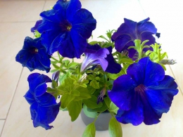 به تو تقدیم می کنم : به تو در  تهران ، اصفهان ، مشهد ، کرج ، تبریز، شیراز ، اهواز ،  قم ، سمنان ، کرمانشاه ، ارومیه ، رشت ، زاهدان ، کرمان ، اراک ، همدان ، یزد ، اردبیل ،  بندرعباس ، زنجان ، قزوین ، سنندج ، خرم آباد ، گرگان ، ساری ، بجنورد ، بوشهر ، بیرجند ، ایلام ، شهرکرد ، یاسوج ، مراغه ، مرند ، میانه ، اهر ، بناب ، سراب ، آذرشهر ، عجب شیر ، ملکان ، شبستر ، هشترود ، جلفا ، خوی ، بوکان ، مهاباد ، میاندوآب ، سلماس ، پیرانشهر ، نقده ، ماکو ، سردشت ، شاهین دژ ، پارس آباد ، مشکین شهر ، خلخال ، گرمی ، کاشان ، خمینی شهر ، نجف آباد ، شاهین شهر ، شهرضا ، خوراسگان ، فولادشهر ، مبارکه ، بهارستان ، آران بیدگل ، زرین شهر ، گلپایگان ، درچه پیاز ، فلاورجان ، دولت آباد ، قهدریجان ، نائین ، سمیرم ، کلیشاد ، گلدشت ، خورزوق ، ابریشم ، خوانسار ، گز ، سپاهان شهر ، فریدون شهر ، نطنز ، اردستان ، فریدن ، چادگان ، کمال شهر ، نظر آباد ،  محمد شهر ، ساوجبلاغ ، مشکین دشت ، هشنگرد ، ماهدشت ، دهلران ، ایوان ، آبدانان ، برازجان ، بندر کنگان ، بندر گناوه ، دیلم ، خورموج ،  اسلامشهر ، ملارد ، قدس ، گلستان ، شهریار ، ورامین ، پاکدشت ، دماوند ، پردیس ، بروجن ، لردگان ، فرخ شهر ، اردل ، فارسان ، قائن ، طبس ، فردوس ، نیشابور ، سبزوار ، تربت حیدریه ، کاشمر ، قوچان ، شیروان ، اسفراین ، دزفول ، آبادان ، خرمشهر ، بندر ماهشهر ، اندیمشک ، ایذه ، بهبهان ، شوشتر ، مسجد سلبمان ، ابهر ، خرمدره ، قیدار ، شاهرود ، دامغان ، گرمسار ، مهدیشهر ، شهمیرزاد ، سرخه ، زابل ، ایرانشهر ، چابهار ، سراوان ، خاش ، کنارک ، مرودشت ، جهرم ، فسا ، کازرون ، لار ، فیروزآباد ، داراب ، آباده ، نیریز ، استهبان ، اقلید ، الوند ، تاکستان ، آبیک ، بوئین زهرا ، سقز ، مریوان ، بانه ، قروه ، کامیاران ، بیجار ، سیرجان ، رفسنجان ، جیرفت ، بم ، زرند ، شهر بابک ، اسلام آباد غرب ، کنگاور ، جوانرود ، هرسین ، پاوه ، قصرشیرین ، گیلانغرب ، دوگنبدان ، دهدشت ، بهمنی ، گچساران ، دنا ، گنبد کاووس ، علی آباد کتول ، بندر ترکمن ، صومعه سرا ، آستانه اشرفیه ، آزادشهر ، رامیان ، آق قلا ، بندر گز ، بندر ترکمن ، انزلی ، لاهیجان ، لنگرود ، هشتبر ، آستارا ، رودسر ، فومن ، ماسوله ، رضوانشهر ، رودبار ، تالش ، بروجرد ، درود ، کوهدشت ، الیگودرز ، نور آباد ، ازنا ، الشتر ، پلدختر ، آمل ، بابل ، قائمشهر ، بهشر ، نکا ، بابلسر ، چالوس ، تنکابن ، نوشهر ، فریدون کنار ، رامسر ، ساوه ، خمین ، محلات ، دلیجان، آشتیان ، تفرش ، میناب ، دهبارز ، بندر لنگه ، قشم ، کیش ، هرمز ، ابوموسی ، ملایر ، نهاوند ، اسد آباد ، تویسرکان ، بهار ، کبودرآهنگ ، میبد ، اردکان ، حمیدیا ، بافق ، مهریز ، صدوق ، سنگسر ، و  ....  پاکزادیان      