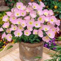 به تو تقدیم می کنم : به تو در  تهران ، اصفهان ، مشهد ، کرج ، تبریز، شیراز ، اهواز ،  قم ، سمنان ، کرمانشاه ، ارومیه ، رشت ، زاهدان ، کرمان ، اراک ، همدان ، یزد ، اردبیل ،  بندرعباس ، زنجان ، قزوین ، سنندج ، خرم آباد ، گرگان ، ساری ، بجنورد ، بوشهر ، بیرجند ، ایلام ، شهرکرد ، یاسوج ، مراغه ، مرند ، میانه ، اهر ، بناب ، سراب ، آذرشهر ، عجب شیر ، ملکان ، شبستر ، هشترود ، جلفا ، خوی ، بوکان ، مهاباد ، میاندوآب ، سلماس ، پیرانشهر ، نقده ، ماکو ، سردشت ، شاهین دژ ، پارس آباد ، مشکین شهر ، خلخال ، گرمی ، کاشان ، خمینی شهر ، نجف آباد ، شاهین شهر ، شهرضا ، خوراسگان ، فولادشهر ، مبارکه ، بهارستان ، آران بیدگل ، زرین شهر ، گلپایگان ، درچه پیاز ، فلاورجان ، دولت آباد ، قهدریجان ، نائین ، سمیرم ، کلیشاد ، گلدشت ، خورزوق ، ابریشم ، خوانسار ، گز ، سپاهان شهر ، فریدون شهر ، نطنز ، اردستان ، فریدن ، چادگان ، کمال شهر ، نظر آباد ،  محمد شهر ، ساوجبلاغ ، مشکین دشت ، هشنگرد ، ماهدشت ، دهلران ، ایوان ، آبدانان ، برازجان ، بندر کنگان ، بندر گناوه ، دیلم ، خورموج ،  اسلامشهر ، ملارد ، قدس ، گلستان ، شهریار ، ورامین ، پاکدشت ، دماوند ، پردیس ، بروجن ، لردگان ، فرخ شهر ، اردل ، فارسان ، قائن ، طبس ، فردوس ، نیشابور ، سبزوار ، تربت حیدریه ، کاشمر ، قوچان ، شیروان ، اسفراین ، دزفول ، آبادان ، خرمشهر ، بندر ماهشهر ، اندیمشک ، ایذه ، بهبهان ، شوشتر ، مسجد سلبمان ، ابهر ، خرمدره ، قیدار ، شاهرود ، دامغان ، گرمسار ، مهدیشهر ، شهمیرزاد ، سرخه ، زابل ، ایرانشهر ، چابهار ، سراوان ، خاش ، کنارک ، مرودشت ، جهرم ، فسا ، کازرون ، لار ، فیروزآباد ، داراب ، آباده ، نیریز ، استهبان ، اقلید ، الوند ، تاکستان ، آبیک ، بوئین زهرا ، سقز ، مریوان ، بانه ، قروه ، کامیاران ، بیجار ، سیرجان ، رفسنجان ، جیرفت ، بم ، زرند ، شهر بابک ، اسلام آباد غرب ، کنگاور ، جوانرود ، هرسین ، پاوه ، قصرشیرین ، گیلانغرب ، دوگنبدان ، دهدشت ، بهمنی ، گچساران ، دنا ، گنبد کاووس ، علی آباد کتول ، بندر ترکمن ، صومعه سرا ، آستانه اشرفیه ، آزادشهر ، رامیان ، آق قلا ، بندر گز ، بندر ترکمن ، انزلی ، لاهیجان ، لنگرود ، هشتبر ، آستارا ، رودسر ، فومن ، ماسوله ، رضوانشهر ، رودبار ، تالش ، بروجرد ، درود ، کوهدشت ، الیگودرز ، نور آباد ، ازنا ، الشتر ، پلدختر ، آمل ، بابل ، قائمشهر ، بهشر ، نکا ، بابلسر ، چالوس ، تنکابن ، نوشهر ، فریدون کنار ، رامسر ، ساوه ، خمین ، محلات ، دلیجان، آشتیان ، تفرش ، میناب ، دهبارز ، بندر لنگه ، قشم ، کیش ، هرمز ، ابوموسی ، ملایر ، نهاوند ، اسد آباد ، تویسرکان ، بهار ، کبودرآهنگ ، میبد ، اردکان ، حمیدیا ، بافق ، مهریز ، صدوق ، سنگسر ، و  ....  پاکزادیان      