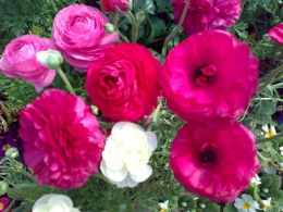 به تو تقدیم می کنم : به تو در  تهران ، اصفهان ، مشهد ، کرج ، تبریز، شیراز ، اهواز ،  قم ، سمنان ، کرمانشاه ، ارومیه ، رشت ، زاهدان ، کرمان ، اراک ، همدان ، یزد ، اردبیل ،  بندرعباس ، زنجان ، قزوین ، سنندج ، خرم آباد ، گرگان ، ساری ، بجنورد ، بوشهر ، بیرجند ، ایلام ، شهرکرد ، یاسوج ، مراغه ، مرند ، میانه ، اهر ، بناب ، سراب ، آذرشهر ، عجب شیر ، ملکان ، شبستر ، هشترود ، جلفا ، خوی ، بوکان ، مهاباد ، میاندوآب ، سلماس ، پیرانشهر ، نقده ، ماکو ، سردشت ، شاهین دژ ، پارس آباد ، مشکین شهر ، خلخال ، گرمی ، کاشان ، خمینی شهر ، نجف آباد ، شاهین شهر ، شهرضا ، خوراسگان ، فولادشهر ، مبارکه ، بهارستان ، آران بیدگل ، زرین شهر ، گلپایگان ، درچه پیاز ، فلاورجان ، دولت آباد ، قهدریجان ، نائین ، سمیرم ، کلیشاد ، گلدشت ، خورزوق ، ابریشم ، خوانسار ، گز ، سپاهان شهر ، فریدون شهر ، نطنز ، اردستان ، فریدن ، چادگان ، کمال شهر ، نظر آباد ،  محمد شهر ، ساوجبلاغ ، مشکین دشت ، هشنگرد ، ماهدشت ، دهلران ، ایوان ، آبدانان ، برازجان ، بندر کنگان ، بندر گناوه ، دیلم ، خورموج ،  اسلامشهر ، ملارد ، قدس ، گلستان ، شهریار ، ورامین ، پاکدشت ، دماوند ، پردیس ، بروجن ، لردگان ، فرخ شهر ، اردل ، فارسان ، قائن ، طبس ، فردوس ، نیشابور ، سبزوار ، تربت حیدریه ، کاشمر ، قوچان ، شیروان ، اسفراین ، دزفول ، آبادان ، خرمشهر ، بندر ماهشهر ، اندیمشک ، ایذه ، بهبهان ، شوشتر ، مسجد سلبمان ، ابهر ، خرمدره ، قیدار ، شاهرود ، دامغان ، گرمسار ، مهدیشهر ، شهمیرزاد ، سرخه ، زابل ، ایرانشهر ، چابهار ، سراوان ، خاش ، کنارک ، مرودشت ، جهرم ، فسا ، کازرون ، لار ، فیروزآباد ، داراب ، آباده ، نیریز ، استهبان ، اقلید ، الوند ، تاکستان ، آبیک ، بوئین زهرا ، سقز ، مریوان ، بانه ، قروه ، کامیاران ، بیجار ، سیرجان ، رفسنجان ، جیرفت ، بم ، زرند ، شهر بابک ، اسلام آباد غرب ، کنگاور ، جوانرود ، هرسین ، پاوه ، قصرشیرین ، گیلانغرب ، دوگنبدان ، دهدشت ، بهمنی ، گچساران ، دنا ، گنبد کاووس ، علی آباد کتول ، بندر ترکمن ، صومعه سرا ، آستانه اشرفیه ، آزادشهر ، رامیان ، آق قلا ، بندر گز ، بندر ترکمن ، انزلی ، لاهیجان ، لنگرود ، هشتبر ، آستارا ، رودسر ، فومن ، ماسوله ، رضوانشهر ، رودبار ، تالش ، بروجرد ، درود ، کوهدشت ، الیگودرز ، نور آباد ، ازنا ، الشتر ، پلدختر ، آمل ، بابل ، قائمشهر ، بهشر ، نکا ، بابلسر ، چالوس ، تنکابن ، نوشهر ، فریدون کنار ، رامسر ، ساوه ، خمین ، محلات ، دلیجان، آشتیان ، تفرش ، میناب ، دهبارز ، بندر لنگه ، قشم ، کیش ، هرمز ، ابوموسی ، ملایر ، نهاوند ، اسد آباد ، تویسرکان ، بهار ، کبودرآهنگ ، میبد ، اردکان ، حمیدیا ، بافق ، مهریز ، صدوق ، سنگسر ، و  ....  پاکزادیان      