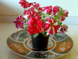 به تو تقدیم می کنم : به تو در  تهران ، اصفهان ، مشهد ، کرج ، تبریز، شیراز ، اهواز ،  قم ، سمنان ، کرمانشاه ، ارومیه ، رشت ، زاهدان ، کرمان ، اراک ، همدان ، یزد ، اردبیل ،  بندرعباس ، زنجان ، قزوین ، سنندج ، خرم آباد ، گرگان ، ساری ، بجنورد ، بوشهر ، بیرجند ، ایلام ، شهرکرد ، یاسوج ، مراغه ، مرند ، میانه ، اهر ، بناب ، سراب ، آذرشهر ، عجب شیر ، ملکان ، شبستر ، هشترود ، جلفا ، خوی ، بوکان ، مهاباد ، میاندوآب ، سلماس ، پیرانشهر ، نقده ، ماکو ، سردشت ، شاهین دژ ، پارس آباد ، مشکین شهر ، خلخال ، گرمی ، کاشان ، خمینی شهر ، نجف آباد ، شاهین شهر ، شهرضا ، خوراسگان ، فولادشهر ، مبارکه ، بهارستان ، آران بیدگل ، زرین شهر ، گلپایگان ، درچه پیاز ، فلاورجان ، دولت آباد ، قهدریجان ، نائین ، سمیرم ، کلیشاد ، گلدشت ، خورزوق ، ابریشم ، خوانسار ، گز ، سپاهان شهر ، فریدون شهر ، نطنز ، اردستان ، فریدن ، چادگان ، کمال شهر ، نظر آباد ،  محمد شهر ، ساوجبلاغ ، مشکین دشت ، هشنگرد ، ماهدشت ، دهلران ، ایوان ، آبدانان ، برازجان ، بندر کنگان ، بندر گناوه ، دیلم ، خورموج ،  اسلامشهر ، ملارد ، قدس ، گلستان ، شهریار ، ورامین ، پاکدشت ، دماوند ، پردیس ، بروجن ، لردگان ، فرخ شهر ، اردل ، فارسان ، قائن ، طبس ، فردوس ، نیشابور ، سبزوار ، تربت حیدریه ، کاشمر ، قوچان ، شیروان ، اسفراین ، دزفول ، آبادان ، خرمشهر ، بندر ماهشهر ، اندیمشک ، ایذه ، بهبهان ، شوشتر ، مسجد سلبمان ، ابهر ، خرمدره ، قیدار ، شاهرود ، دامغان ، گرمسار ، مهدیشهر ، شهمیرزاد ، سرخه ، زابل ، ایرانشهر ، چابهار ، سراوان ، خاش ، کنارک ، مرودشت ، جهرم ، فسا ، کازرون ، لار ، فیروزآباد ، داراب ، آباده ، نیریز ، استهبان ، اقلید ، الوند ، تاکستان ، آبیک ، بوئین زهرا ، سقز ، مریوان ، بانه ، قروه ، کامیاران ، بیجار ، سیرجان ، رفسنجان ، جیرفت ، بم ، زرند ، شهر بابک ، اسلام آباد غرب ، کنگاور ، جوانرود ، هرسین ، پاوه ، قصرشیرین ، گیلانغرب ، دوگنبدان ، دهدشت ، بهمنی ، گچساران ، دنا ، گنبد کاووس ، علی آباد کتول ، بندر ترکمن ، صومعه سرا ، آستانه اشرفیه ، آزادشهر ، رامیان ، آق قلا ، بندر گز ، بندر ترکمن ، انزلی ، لاهیجان ، لنگرود ، هشتبر ، آستارا ، رودسر ، فومن ، ماسوله ، رضوانشهر ، رودبار ، تالش ، بروجرد ، درود ، کوهدشت ، الیگودرز ، نور آباد ، ازنا ، الشتر ، پلدختر ، آمل ، بابل ، قائمشهر ، بهشر ، نکا ، بابلسر ، چالوس ، تنکابن ، نوشهر ، فریدون کنار ، رامسر ، ساوه ، خمین ، محلات ، دلیجان، آشتیان ، تفرش ، میناب ، دهبارز ، بندر لنگه ، قشم ، کیش ، هرمز ، ابوموسی ، ملایر ، نهاوند ، اسد آباد ، تویسرکان ، بهار ، کبودرآهنگ ، میبد ، اردکان ، حمیدیا ، بافق ، مهریز ، صدوق ، سنگسر ، و  ....  پاکزادیان      