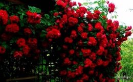 به تو تقدیم می کنم : به تو در  تهران ، اصفهان ، مشهد ، کرج ، تبریز، شیراز ، اهواز ،  قم ، سمنان ، کرمانشاه ، ارومیه ، رشت ، زاهدان ، کرمان ، اراک ، همدان ، یزد ، اردبیل ،  بندرعباس ، زنجان ، قزوین ، سنندج ، خرم آباد ، گرگان ، ساری ، بجنورد ، بوشهر ، بیرجند ، ایلام ، شهرکرد ، یاسوج ، مراغه ، مرند ، میانه ، اهر ، بناب ، سراب ، آذرشهر ، عجب شیر ، ملکان ، شبستر ، هشترود ، جلفا ، خوی ، بوکان ، مهاباد ، میاندوآب ، سلماس ، پیرانشهر ، نقده ، ماکو ، سردشت ، شاهین دژ ، پارس آباد ، مشکین شهر ، خلخال ، گرمی ، کاشان ، خمینی شهر ، نجف آباد ، شاهین شهر ، شهرضا ، خوراسگان ، فولادشهر ، مبارکه ، بهارستان ، آران بیدگل ، زرین شهر ، گلپایگان ، درچه پیاز ، فلاورجان ، دولت آباد ، قهدریجان ، نائین ، سمیرم ، کلیشاد ، گلدشت ، خورزوق ، ابریشم ، خوانسار ، گز ، سپاهان شهر ، فریدون شهر ، نطنز ، اردستان ، فریدن ، چادگان ، کمال شهر ، نظر آباد ،  محمد شهر ، ساوجبلاغ ، مشکین دشت ، هشنگرد ، ماهدشت ، دهلران ، ایوان ، آبدانان ، برازجان ، بندر کنگان ، بندر گناوه ، دیلم ، خورموج ،  اسلامشهر ، ملارد ، قدس ، گلستان ، شهریار ، ورامین ، پاکدشت ، دماوند ، پردیس ، بروجن ، لردگان ، فرخ شهر ، اردل ، فارسان ، قائن ، طبس ، فردوس ، نیشابور ، سبزوار ، تربت حیدریه ، کاشمر ، قوچان ، شیروان ، اسفراین ، دزفول ، آبادان ، خرمشهر ، بندر ماهشهر ، اندیمشک ، ایذه ، بهبهان ، شوشتر ، مسجد سلبمان ، ابهر ، خرمدره ، قیدار ، شاهرود ، دامغان ، گرمسار ، مهدیشهر ، شهمیرزاد ، سرخه ، زابل ، ایرانشهر ، چابهار ، سراوان ، خاش ، کنارک ، مرودشت ، جهرم ، فسا ، کازرون ، لار ، فیروزآباد ، داراب ، آباده ، نیریز ، استهبان ، اقلید ، الوند ، تاکستان ، آبیک ، بوئین زهرا ، سقز ، مریوان ، بانه ، قروه ، کامیاران ، بیجار ، سیرجان ، رفسنجان ، جیرفت ، بم ، زرند ، شهر بابک ، اسلام آباد غرب ، کنگاور ، جوانرود ، هرسین ، پاوه ، قصرشیرین ، گیلانغرب ، دوگنبدان ، دهدشت ، بهمنی ، گچساران ، دنا ، گنبد کاووس ، علی آباد کتول ، بندر ترکمن ، صومعه سرا ، آستانه اشرفیه ، آزادشهر ، رامیان ، آق قلا ، بندر گز ، بندر ترکمن ، انزلی ، لاهیجان ، لنگرود ، هشتبر ، آستارا ، رودسر ، فومن ، ماسوله ، رضوانشهر ، رودبار ، تالش ، بروجرد ، درود ، کوهدشت ، الیگودرز ، نور آباد ، ازنا ، الشتر ، پلدختر ، آمل ، بابل ، قائمشهر ، بهشر ، نکا ، بابلسر ، چالوس ، تنکابن ، نوشهر ، فریدون کنار ، رامسر ، ساوه ، خمین ، محلات ، دلیجان، آشتیان ، تفرش ، میناب ، دهبارز ، بندر لنگه ، قشم ، کیش ، هرمز ، ابوموسی ، ملایر ، نهاوند ، اسد آباد ، تویسرکان ، بهار ، کبودرآهنگ ، میبد ، اردکان ، حمیدیا ، بافق ، مهریز ، صدوق ، سنگسر ، و  ....  پاکزادیان      