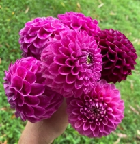 به تو تقدیم می کنم : به تو در  تهران ، اصفهان ، مشهد ، کرج ، تبریز، شیراز ، اهواز ،  قم ، سمنان ، کرمانشاه ، ارومیه ، رشت ، زاهدان ، کرمان ، اراک ، همدان ، یزد ، اردبیل ،  بندرعباس ، زنجان ، قزوین ، سنندج ، خرم آباد ، گرگان ، ساری ، بجنورد ، بوشهر ، بیرجند ، ایلام ، شهرکرد ، یاسوج ، مراغه ، مرند ، میانه ، اهر ، بناب ، سراب ، آذرشهر ، عجب شیر ، ملکان ، شبستر ، هشترود ، جلفا ، خوی ، بوکان ، مهاباد ، میاندوآب ، سلماس ، پیرانشهر ، نقده ، ماکو ، سردشت ، شاهین دژ ، پارس آباد ، مشکین شهر ، خلخال ، گرمی ، کاشان ، خمینی شهر ، نجف آباد ، شاهین شهر ، شهرضا ، خوراسگان ، فولادشهر ، مبارکه ، بهارستان ، آران بیدگل ، زرین شهر ، گلپایگان ، درچه پیاز ، فلاورجان ، دولت آباد ، قهدریجان ، نائین ، سمیرم ، کلیشاد ، گلدشت ، خورزوق ، ابریشم ، خوانسار ، گز ، سپاهان شهر ، فریدون شهر ، نطنز ، اردستان ، فریدن ، چادگان ، کمال شهر ، نظر آباد ،  محمد شهر ، ساوجبلاغ ، مشکین دشت ، هشنگرد ، ماهدشت ، دهلران ، ایوان ، آبدانان ، برازجان ، بندر کنگان ، بندر گناوه ، دیلم ، خورموج ،  اسلامشهر ، ملارد ، قدس ، گلستان ، شهریار ، ورامین ، پاکدشت ، دماوند ، پردیس ، بروجن ، لردگان ، فرخ شهر ، اردل ، فارسان ، قائن ، طبس ، فردوس ، نیشابور ، سبزوار ، تربت حیدریه ، کاشمر ، قوچان ، شیروان ، اسفراین ، دزفول ، آبادان ، خرمشهر ، بندر ماهشهر ، اندیمشک ، ایذه ، بهبهان ، شوشتر ، مسجد سلبمان ، ابهر ، خرمدره ، قیدار ، شاهرود ، دامغان ، گرمسار ، مهدیشهر ، شهمیرزاد ، سرخه ، زابل ، ایرانشهر ، چابهار ، سراوان ، خاش ، کنارک ، مرودشت ، جهرم ، فسا ، کازرون ، لار ، فیروزآباد ، داراب ، آباده ، نیریز ، استهبان ، اقلید ، الوند ، تاکستان ، آبیک ، بوئین زهرا ، سقز ، مریوان ، بانه ، قروه ، کامیاران ، بیجار ، سیرجان ، رفسنجان ، جیرفت ، بم ، زرند ، شهر بابک ، اسلام آباد غرب ، کنگاور ، جوانرود ، هرسین ، پاوه ، قصرشیرین ، گیلانغرب ، دوگنبدان ، دهدشت ، بهمنی ، گچساران ، دنا ، گنبد کاووس ، علی آباد کتول ، بندر ترکمن ، صومعه سرا ، آستانه اشرفیه ، آزادشهر ، رامیان ، آق قلا ، بندر گز ، بندر ترکمن ، انزلی ، لاهیجان ، لنگرود ، هشتبر ، آستارا ، رودسر ، فومن ، ماسوله ، رضوانشهر ، رودبار ، تالش ، بروجرد ، درود ، کوهدشت ، الیگودرز ، نور آباد ، ازنا ، الشتر ، پلدختر ، آمل ، بابل ، قائمشهر ، بهشر ، نکا ، بابلسر ، چالوس ، تنکابن ، نوشهر ، فریدون کنار ، رامسر ، ساوه ، خمین ، محلات ، دلیجان، آشتیان ، تفرش ، میناب ، دهبارز ، بندر لنگه ، قشم ، کیش ، هرمز ، ابوموسی ، ملایر ، نهاوند ، اسد آباد ، تویسرکان ، بهار ، کبودرآهنگ ، میبد ، اردکان ، حمیدیا ، بافق ، مهریز ، صدوق ، سنگسر ، و  ....  پاکزادیان      