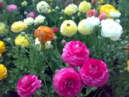 به تو تقدیم می کنم : به تو در  تهران ، اصفهان ، مشهد ، کرج ، تبریز، شیراز ، اهواز ،  قم ، سمنان ، کرمانشاه ، ارومیه ، رشت ، زاهدان ، کرمان ، اراک ، همدان ، یزد ، اردبیل ،  بندرعباس ، زنجان ، قزوین ، سنندج ، خرم آباد ، گرگان ، ساری ، بجنورد ، بوشهر ، بیرجند ، ایلام ، شهرکرد ، یاسوج ، مراغه ، مرند ، میانه ، اهر ، بناب ، سراب ، آذرشهر ، عجب شیر ، ملکان ، شبستر ، هشترود ، جلفا ، خوی ، بوکان ، مهاباد ، میاندوآب ، سلماس ، پیرانشهر ، نقده ، ماکو ، سردشت ، شاهین دژ ، پارس آباد ، مشکین شهر ، خلخال ، گرمی ، کاشان ، خمینی شهر ، نجف آباد ، شاهین شهر ، شهرضا ، خوراسگان ، فولادشهر ، مبارکه ، بهارستان ، آران بیدگل ، زرین شهر ، گلپایگان ، درچه پیاز ، فلاورجان ، دولت آباد ، قهدریجان ، نائین ، سمیرم ، کلیشاد ، گلدشت ، خورزوق ، ابریشم ، خوانسار ، گز ، سپاهان شهر ، فریدون شهر ، نطنز ، اردستان ، فریدن ، چادگان ، کمال شهر ، نظر آباد ،  محمد شهر ، ساوجبلاغ ، مشکین دشت ، هشنگرد ، ماهدشت ، دهلران ، ایوان ، آبدانان ، برازجان ، بندر کنگان ، بندر گناوه ، دیلم ، خورموج ،  اسلامشهر ، ملارد ، قدس ، گلستان ، شهریار ، ورامین ، پاکدشت ، دماوند ، پردیس ، بروجن ، لردگان ، فرخ شهر ، اردل ، فارسان ، قائن ، طبس ، فردوس ، نیشابور ، سبزوار ، تربت حیدریه ، کاشمر ، قوچان ، شیروان ، اسفراین ، دزفول ، آبادان ، خرمشهر ، بندر ماهشهر ، اندیمشک ، ایذه ، بهبهان ، شوشتر ، مسجد سلبمان ، ابهر ، خرمدره ، قیدار ، شاهرود ، دامغان ، گرمسار ، مهدیشهر ، شهمیرزاد ، سرخه ، زابل ، ایرانشهر ، چابهار ، سراوان ، خاش ، کنارک ، مرودشت ، جهرم ، فسا ، کازرون ، لار ، فیروزآباد ، داراب ، آباده ، نیریز ، استهبان ، اقلید ، الوند ، تاکستان ، آبیک ، بوئین زهرا ، سقز ، مریوان ، بانه ، قروه ، کامیاران ، بیجار ، سیرجان ، رفسنجان ، جیرفت ، بم ، زرند ، شهر بابک ، اسلام آباد غرب ، کنگاور ، جوانرود ، هرسین ، پاوه ، قصرشیرین ، گیلانغرب ، دوگنبدان ، دهدشت ، بهمنی ، گچساران ، دنا ، گنبد کاووس ، علی آباد کتول ، بندر ترکمن ، صومعه سرا ، آستانه اشرفیه ، آزادشهر ، رامیان ، آق قلا ، بندر گز ، بندر ترکمن ، انزلی ، لاهیجان ، لنگرود ، هشتبر ، آستارا ، رودسر ، فومن ، ماسوله ، رضوانشهر ، رودبار ، تالش ، بروجرد ، درود ، کوهدشت ، الیگودرز ، نور آباد ، ازنا ، الشتر ، پلدختر ، آمل ، بابل ، قائمشهر ، بهشر ، نکا ، بابلسر ، چالوس ، تنکابن ، نوشهر ، فریدون کنار ، رامسر ، ساوه ، خمین ، محلات ، دلیجان، آشتیان ، تفرش ، میناب ، دهبارز ، بندر لنگه ، قشم ، کیش ، هرمز ، ابوموسی ، ملایر ، نهاوند ، اسد آباد ، تویسرکان ، بهار ، کبودرآهنگ ، میبد ، اردکان ، حمیدیا ، بافق ، مهریز ، صدوق ، سنگسر ، و  ....  پاکزادیان      