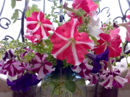 به تو تقدیم می کنم : به تو در  تهران ، اصفهان ، مشهد ، کرج ، تبریز، شیراز ، اهواز ،  قم ، سمنان ، کرمانشاه ، ارومیه ، رشت ، زاهدان ، کرمان ، اراک ، همدان ، یزد ، اردبیل ،  بندرعباس ، زنجان ، قزوین ، سنندج ، خرم آباد ، گرگان ، ساری ، بجنورد ، بوشهر ، بیرجند ، ایلام ، شهرکرد ، یاسوج ، مراغه ، مرند ، میانه ، اهر ، بناب ، سراب ، آذرشهر ، عجب شیر ، ملکان ، شبستر ، هشترود ، جلفا ، خوی ، بوکان ، مهاباد ، میاندوآب ، سلماس ، پیرانشهر ، نقده ، ماکو ، سردشت ، شاهین دژ ، پارس آباد ، مشکین شهر ، خلخال ، گرمی ، کاشان ، خمینی شهر ، نجف آباد ، شاهین شهر ، شهرضا ، خوراسگان ، فولادشهر ، مبارکه ، بهارستان ، آران بیدگل ، زرین شهر ، گلپایگان ، درچه پیاز ، فلاورجان ، دولت آباد ، قهدریجان ، نائین ، سمیرم ، کلیشاد ، گلدشت ، خورزوق ، ابریشم ، خوانسار ، گز ، سپاهان شهر ، فریدون شهر ، نطنز ، اردستان ، فریدن ، چادگان ، کمال شهر ، نظر آباد ،  محمد شهر ، ساوجبلاغ ، مشکین دشت ، هشنگرد ، ماهدشت ، دهلران ، ایوان ، آبدانان ، برازجان ، بندر کنگان ، بندر گناوه ، دیلم ، خورموج ،  اسلامشهر ، ملارد ، قدس ، گلستان ، شهریار ، ورامین ، پاکدشت ، دماوند ، پردیس ، بروجن ، لردگان ، فرخ شهر ، اردل ، فارسان ، قائن ، طبس ، فردوس ، نیشابور ، سبزوار ، تربت حیدریه ، کاشمر ، قوچان ، شیروان ، اسفراین ، دزفول ، آبادان ، خرمشهر ، بندر ماهشهر ، اندیمشک ، ایذه ، بهبهان ، شوشتر ، مسجد سلبمان ، ابهر ، خرمدره ، قیدار ، شاهرود ، دامغان ، گرمسار ، مهدیشهر ، شهمیرزاد ، سرخه ، زابل ، ایرانشهر ، چابهار ، سراوان ، خاش ، کنارک ، مرودشت ، جهرم ، فسا ، کازرون ، لار ، فیروزآباد ، داراب ، آباده ، نیریز ، استهبان ، اقلید ، الوند ، تاکستان ، آبیک ، بوئین زهرا ، سقز ، مریوان ، بانه ، قروه ، کامیاران ، بیجار ، سیرجان ، رفسنجان ، جیرفت ، بم ، زرند ، شهر بابک ، اسلام آباد غرب ، کنگاور ، جوانرود ، هرسین ، پاوه ، قصرشیرین ، گیلانغرب ، دوگنبدان ، دهدشت ، بهمنی ، گچساران ، دنا ، گنبد کاووس ، علی آباد کتول ، بندر ترکمن ، صومعه سرا ، آستانه اشرفیه ، آزادشهر ، رامیان ، آق قلا ، بندر گز ، بندر ترکمن ، انزلی ، لاهیجان ، لنگرود ، هشتبر ، آستارا ، رودسر ، فومن ، ماسوله ، رضوانشهر ، رودبار ، تالش ، بروجرد ، درود ، کوهدشت ، الیگودرز ، نور آباد ، ازنا ، الشتر ، پلدختر ، آمل ، بابل ، قائمشهر ، بهشر ، نکا ، بابلسر ، چالوس ، تنکابن ، نوشهر ، فریدون کنار ، رامسر ، ساوه ، خمین ، محلات ، دلیجان، آشتیان ، تفرش ، میناب ، دهبارز ، بندر لنگه ، قشم ، کیش ، هرمز ، ابوموسی ، ملایر ، نهاوند ، اسد آباد ، تویسرکان ، بهار ، کبودرآهنگ ، میبد ، اردکان ، حمیدیا ، بافق ، مهریز ، صدوق ، سنگسر ، و  ....  پاکزادیان      