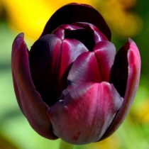 به تو تقدیم می کنم : به تو در  تهران ، اصفهان ، مشهد ، کرج ، تبریز، شیراز ، اهواز ،  قم ، سمنان ، کرمانشاه ، ارومیه ، رشت ، زاهدان ، کرمان ، اراک ، همدان ، یزد ، اردبیل ،  بندرعباس ، زنجان ، قزوین ، سنندج ، خرم آباد ، گرگان ، ساری ، بجنورد ، بوشهر ، بیرجند ، ایلام ، شهرکرد ، یاسوج ، مراغه ، مرند ، میانه ، اهر ، بناب ، سراب ، آذرشهر ، عجب شیر ، ملکان ، شبستر ، هشترود ، جلفا ، خوی ، بوکان ، مهاباد ، میاندوآب ، سلماس ، پیرانشهر ، نقده ، ماکو ، سردشت ، شاهین دژ ، پارس آباد ، مشکین شهر ، خلخال ، گرمی ، کاشان ، خمینی شهر ، نجف آباد ، شاهین شهر ، شهرضا ، خوراسگان ، فولادشهر ، مبارکه ، بهارستان ، آران بیدگل ، زرین شهر ، گلپایگان ، درچه پیاز ، فلاورجان ، دولت آباد ، قهدریجان ، نائین ، سمیرم ، کلیشاد ، گلدشت ، خورزوق ، ابریشم ، خوانسار ، گز ، سپاهان شهر ، فریدون شهر ، نطنز ، اردستان ، فریدن ، چادگان ، کمال شهر ، نظر آباد ،  محمد شهر ، ساوجبلاغ ، مشکین دشت ، هشنگرد ، ماهدشت ، دهلران ، ایوان ، آبدانان ، برازجان ، بندر کنگان ، بندر گناوه ، دیلم ، خورموج ،  اسلامشهر ، ملارد ، قدس ، گلستان ، شهریار ، ورامین ، پاکدشت ، دماوند ، پردیس ، بروجن ، لردگان ، فرخ شهر ، اردل ، فارسان ، قائن ، طبس ، فردوس ، نیشابور ، سبزوار ، تربت حیدریه ، کاشمر ، قوچان ، شیروان ، اسفراین ، دزفول ، آبادان ، خرمشهر ، بندر ماهشهر ، اندیمشک ، ایذه ، بهبهان ، شوشتر ، مسجد سلبمان ، ابهر ، خرمدره ، قیدار ، شاهرود ، دامغان ، گرمسار ، مهدیشهر ، شهمیرزاد ، سرخه ، زابل ، ایرانشهر ، چابهار ، سراوان ، خاش ، کنارک ، مرودشت ، جهرم ، فسا ، کازرون ، لار ، فیروزآباد ، داراب ، آباده ، نیریز ، استهبان ، اقلید ، الوند ، تاکستان ، آبیک ، بوئین زهرا ، سقز ، مریوان ، بانه ، قروه ، کامیاران ، بیجار ، سیرجان ، رفسنجان ، جیرفت ، بم ، زرند ، شهر بابک ، اسلام آباد غرب ، کنگاور ، جوانرود ، هرسین ، پاوه ، قصرشیرین ، گیلانغرب ، دوگنبدان ، دهدشت ، بهمنی ، گچساران ، دنا ، گنبد کاووس ، علی آباد کتول ، بندر ترکمن ، صومعه سرا ، آستانه اشرفیه ، آزادشهر ، رامیان ، آق قلا ، بندر گز ، بندر ترکمن ، انزلی ، لاهیجان ، لنگرود ، هشتبر ، آستارا ، رودسر ، فومن ، ماسوله ، رضوانشهر ، رودبار ، تالش ، بروجرد ، درود ، کوهدشت ، الیگودرز ، نور آباد ، ازنا ، الشتر ، پلدختر ، آمل ، بابل ، قائمشهر ، بهشر ، نکا ، بابلسر ، چالوس ، تنکابن ، نوشهر ، فریدون کنار ، رامسر ، ساوه ، خمین ، محلات ، دلیجان، آشتیان ، تفرش ، میناب ، دهبارز ، بندر لنگه ، قشم ، کیش ، هرمز ، ابوموسی ، ملایر ، نهاوند ، اسد آباد ، تویسرکان ، بهار ، کبودرآهنگ ، میبد ، اردکان ، حمیدیا ، بافق ، مهریز ، صدوق ، سنگسر ، و  ....  پاکزادیان      